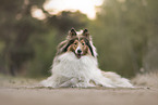 longhaired Collie