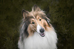 longhaired Collie