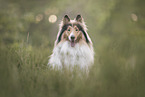 longhaired Collie