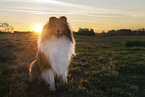 longhaired Collie