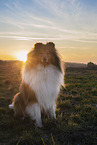 longhaired Collie