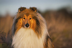 longhaired Collie