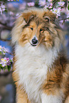 longhaired Collie