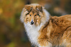 longhaired Collie