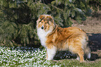 longhaired Collie