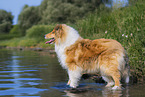 longhaired Collie
