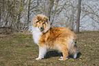 longhaired Collie