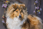 longhaired Collie