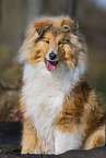 longhaired Collie