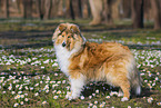 longhaired Collie