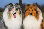 longhaired Collie