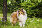 longhaired Collie