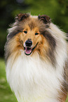 longhaired Collie