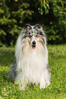 longhaired Collie