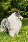 longhaired Collie
