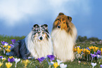 longhaired Collie