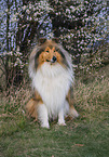 longhaired Collie