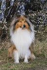 longhaired Collie