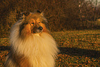 longhaired Collie