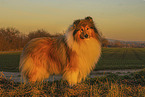 longhaired Collie