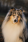 longhaired Collie