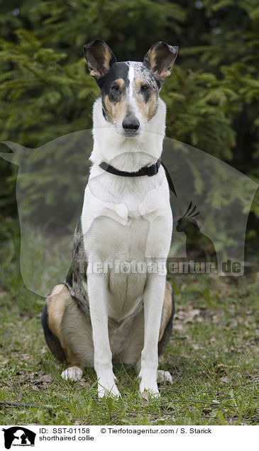 shorthaired collie / SST-01158