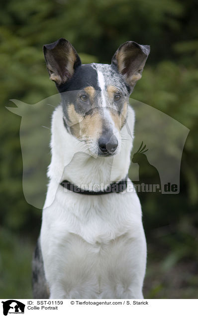 Collie Portrait / SST-01159