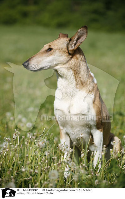 sitting Short Haired Collie / RR-13332