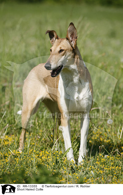 stehender Kurzhaarcollie / Short Haired Collie / RR-13355