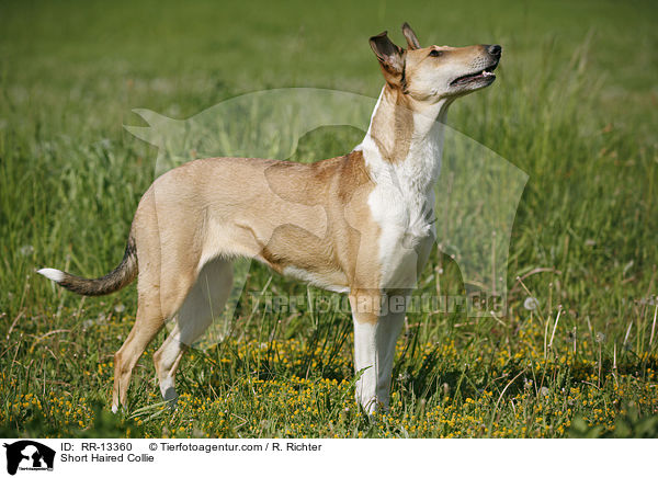 stehender Kurzhaarcollie / Short Haired Collie / RR-13360