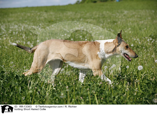 trabender Kurzhaarcollie / trotting Short Haired Collie / RR-13363