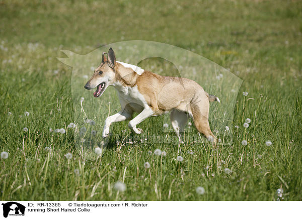 rennender Kurzhaarcollie / running Short Haired Collie / RR-13365