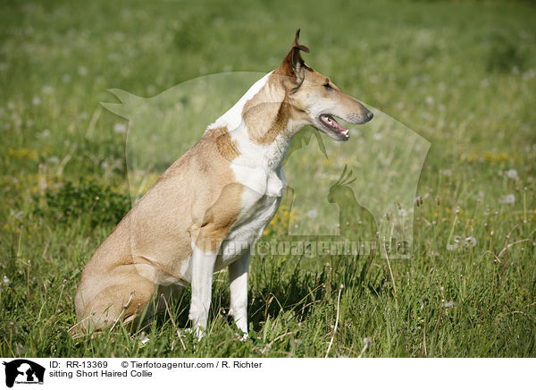 sitzender Kurzhaarcollie / sitting Short Haired Collie / RR-13369