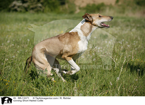 running Short Haired Collie / RR-13371