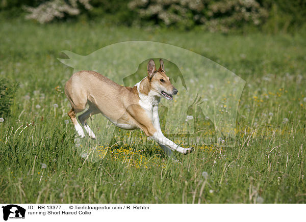 rennender Kurzhaarcollie / running Short Haired Collie / RR-13377