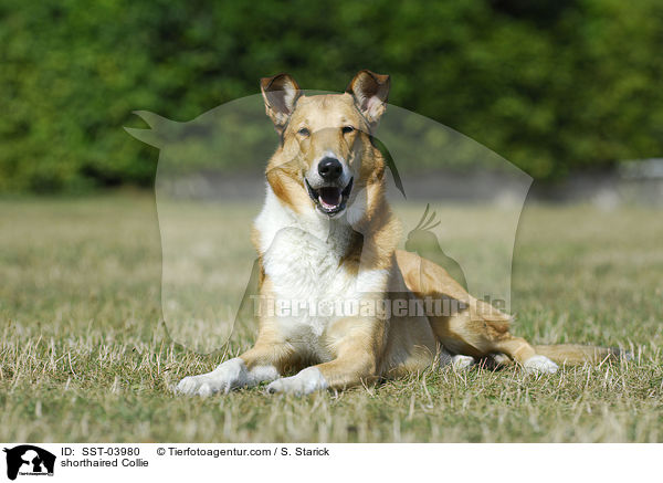 Kurzhaarcollie / shorthaired Collie / SST-03980