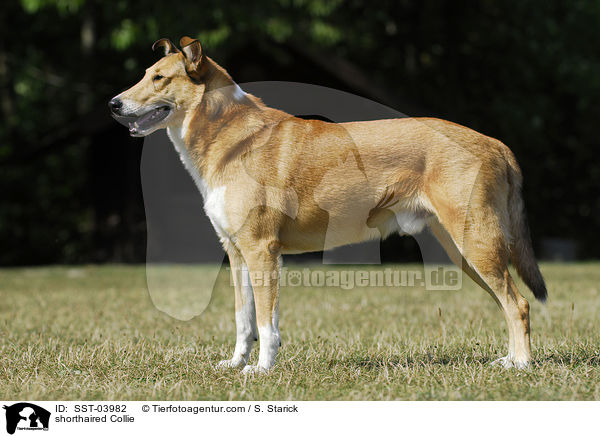 Kurzhaarcollie / shorthaired Collie / SST-03982