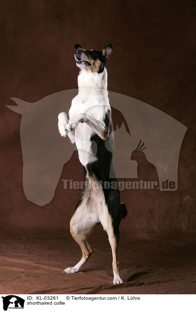 Kurzhaarcollie / shorthaired collie / KL-03261