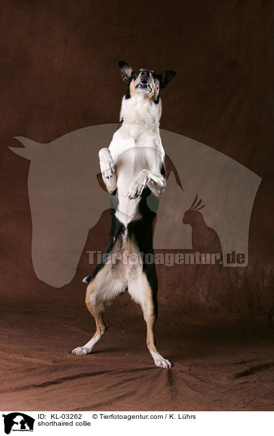 Kurzhaarcollie / shorthaired collie / KL-03262