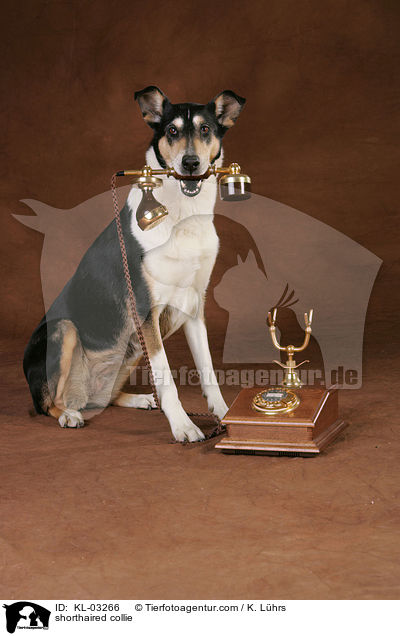shorthaired collie / KL-03266