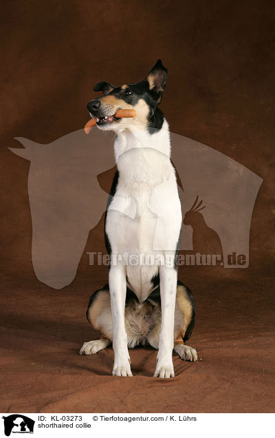 Kurzhaarcollie / shorthaired collie / KL-03273