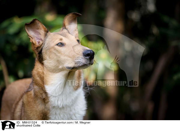 shorthaired Collie / MW-01324