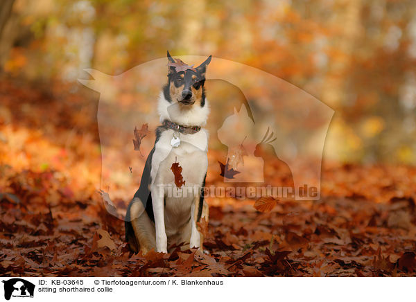sitzender Kurzhaarcollie / sitting shorthaired collie / KB-03645