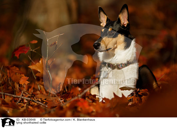 liegender Kurzhaarcollie / lying shorthaired collie / KB-03648