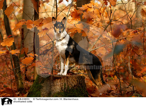 shorthaired collie / KB-03653