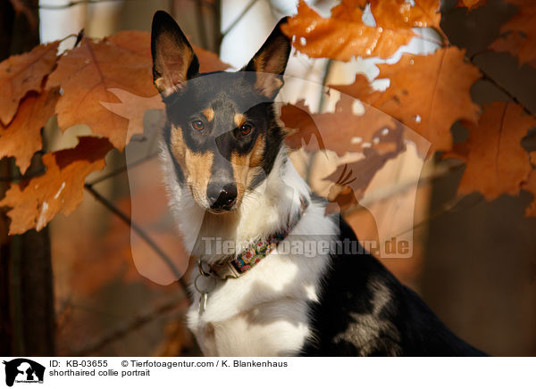 shorthaired collie portrait / KB-03655