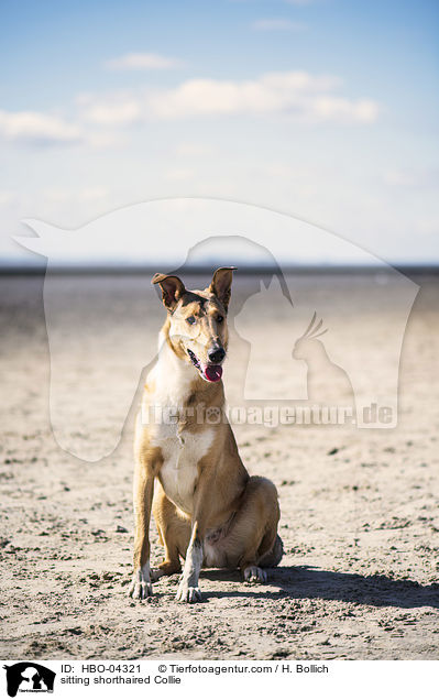 sitzender Kurzhaarcollie / sitting shorthaired Collie / HBO-04321