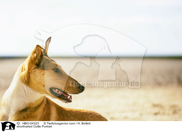 Kurzhaarcollie Portrait / shorthaired Collie Portrait / HBO-04323