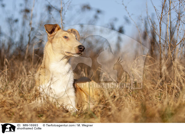 shorthaired Collie / MW-16993