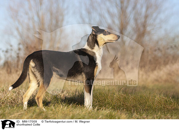 shorthaired Collie / MW-17009